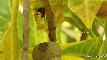 Mud Dauber Wasp building Mud Nest  Part 4