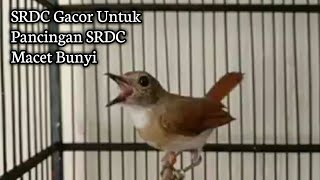 Suara SRDC Gacor Untuk Pancing SRDC Macet Bunyi_Sikatan Rimba Dada Coklat
