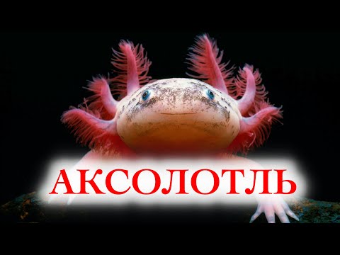 Аксолотль в аквариуме. Содержание и совместимость аксолотлей