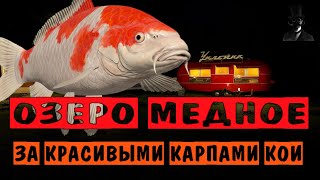 Озеро Медное. За красивыми карпами кои. Русская Рыбалка 4.