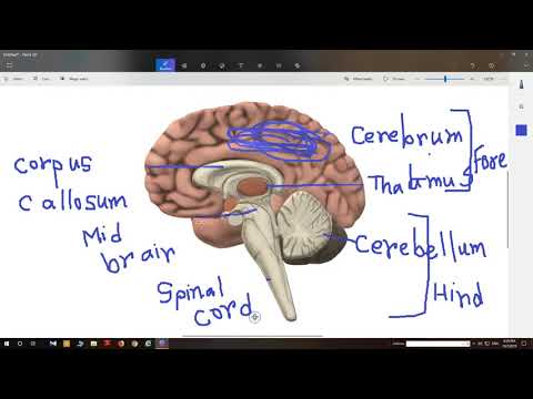 Brain Structure and Function