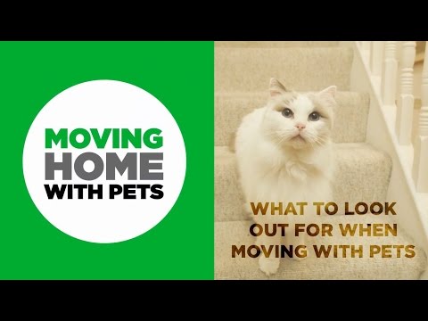 How to reduce stress for your pets when moving house