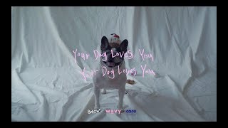 Colde - Your Dog Loves You