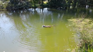 Откупы Духам природы! 🌞 Дань Матери-Земле 🌾🌿🌻 Кормлю животных. Жаркий сентябрь 2022г.