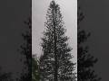 Cook Pine Tree #pine #thiruvananthapuram
