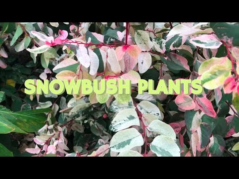 SNOWBUSH PLANTS #plants #nature #garden