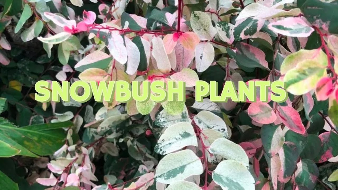 SNOWBUSH PLANTS 