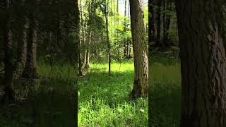 🍄 15.05.2025 г. Весенние грибы всё? Юг Подмосковья #грибы #naturelovers
