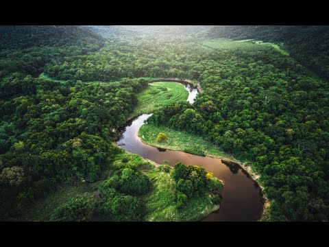 Ambienti della fascia tropicale: la foresta pluviale