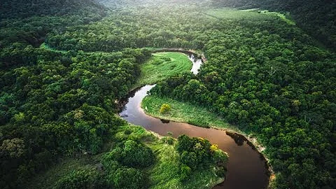 Quali sono le caratteristiche della foresta equatoriale?