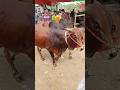 #ytshorts #cow #hate #goru #bull #গরু #গরুর_হাট #গরুর #cowunloading #cows #cowvideos #গরু #হাট #caw