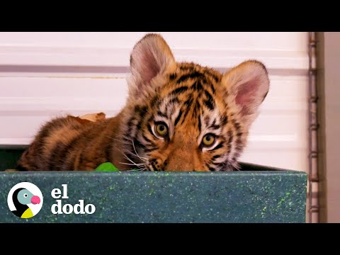 Video: Cómo Hacer Un Cachorro De Tigre