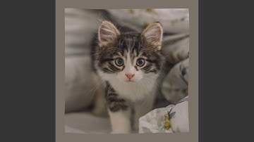 Scintillating Jazz Trio - Vibe for Loved Cats