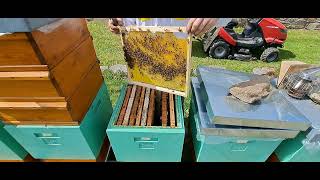 Včely od Raula, nasazování medníků