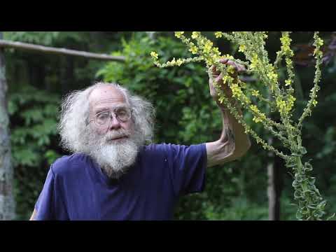 Video: Olympic Greek Mullein - Իմացեք Հունական Mullein Care In The Garden-ում