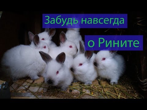 Как предотвратить распространения ринита в крольчатнике