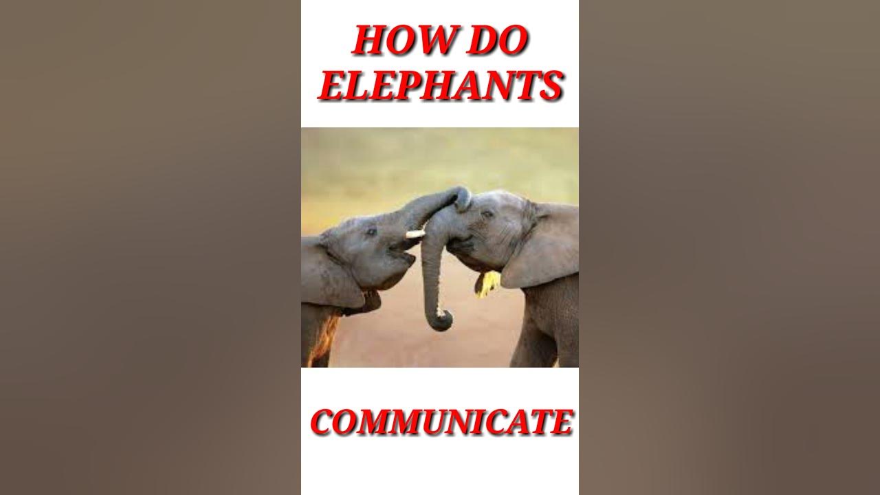 How do Elephants Communicate | Elephants Communication Fact |Animal
