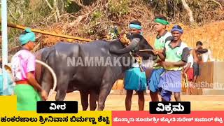 Hokkadigoli Kodange kambala 2024 final race | ಹೊಕ್ಕಾಡಿಗೋಳಿ ಕೊಡಂಗೆ ವೀರ - ವಿಕ್ರಮ ಜೋಡುಕರೆ ಕಂಬಳ  ಫಲಿತಾಂಶ