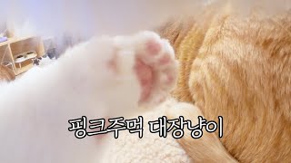 대장고양이 시점에서 본 30마리가 지내는 고양이집 (덩치편) by 무겐의 냥다큐 16,138 views 3 months ago 12 minutes, 50 seconds