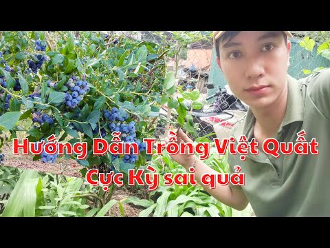 Video: Việt quất cho Khu 4: Trồng Việt quất trong Vườn Khu 4