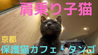 京都 保護猫カフェ タンゴ 肩乗り子猫 Kitten Riding On Shoulder Youtube