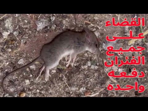اسرع طريقة للقضاء على جميع الفئران دفعه واحده