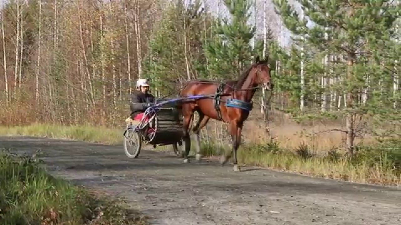 Hevosen aerobisen kestävyyden kehittäminen