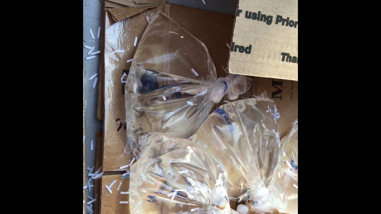 keeper security Live tropical fish unboxing from www.geileraquatics.com