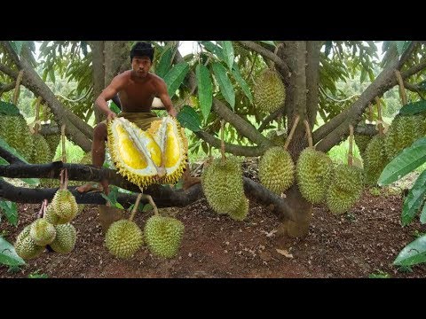 Adventure in forest - Find Fruit In The Jungle - show Eating  durian fruit delicious
