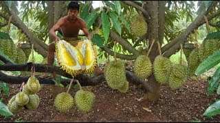 Adventure in forest - Find Fruit In The Jungle - show Eating  durian fruit delicious