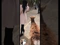 Rose Velle is live! Nara Deer Park Japan
