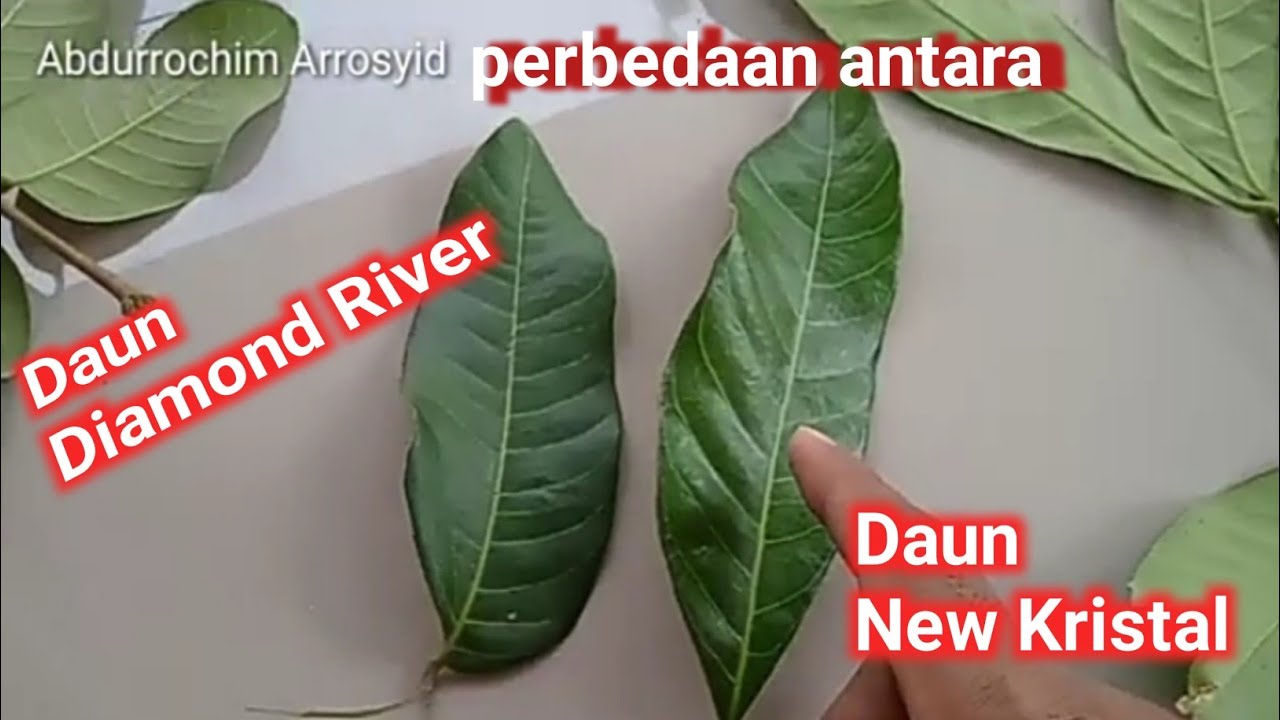 Perbedaan Daun Klengkeng New Kristal dan Klengkeng Diamond River