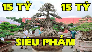 Toàn Bộ Triển Lãm Cây Cảnh Tỉnh Bắc Ninh Mở Rộng 2022