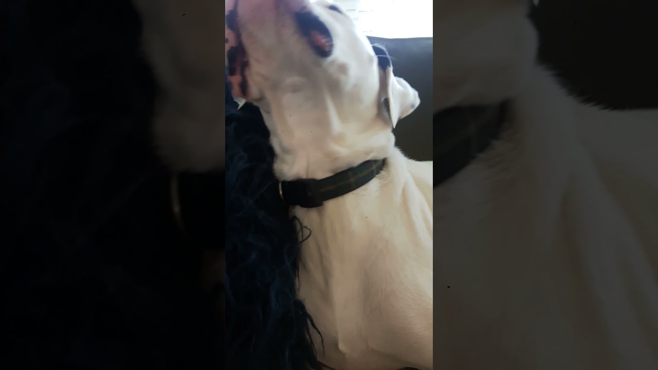 I Tried To Put A Treat On Gusses Nose