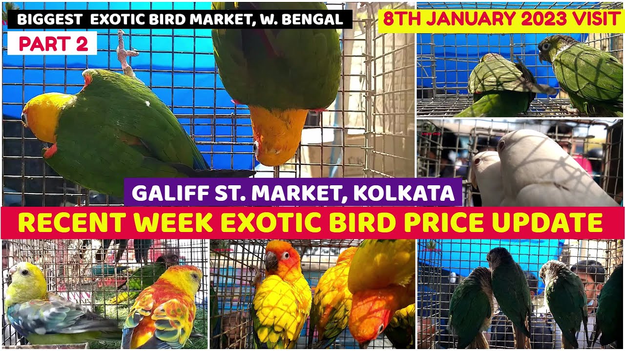 Recent Exotic Bird Price Update Galiff Street Biggest Bird Market