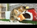 【ワイ無事キュン死】オキニのおもちゃを絶対に渡さない猫が可愛過ぎたw
