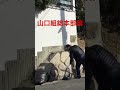 山口組総本部の掃除 #山口組