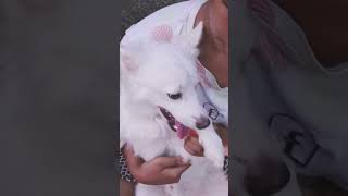 saifan aie ki bole#cute dog