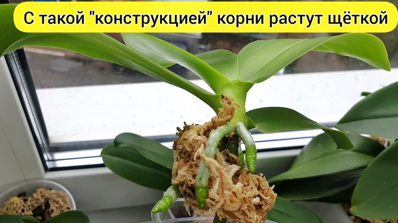 Воспитать корень