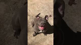 Female 7 Month Old American Bully