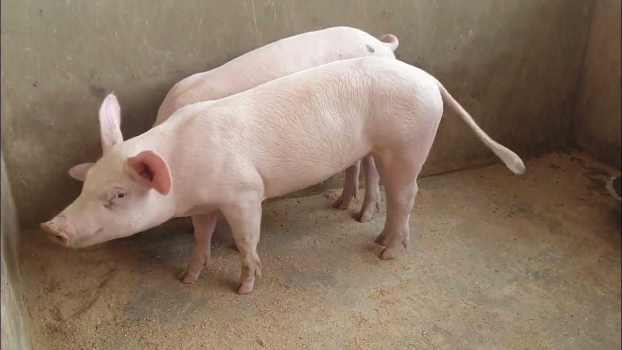 🐖 Pig feed formula and how your pig can grow faster and at the lower