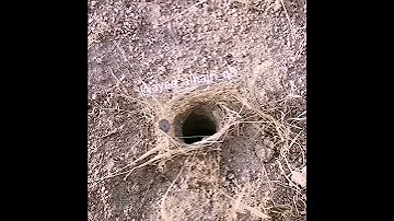 العنكبوت الذئبي 