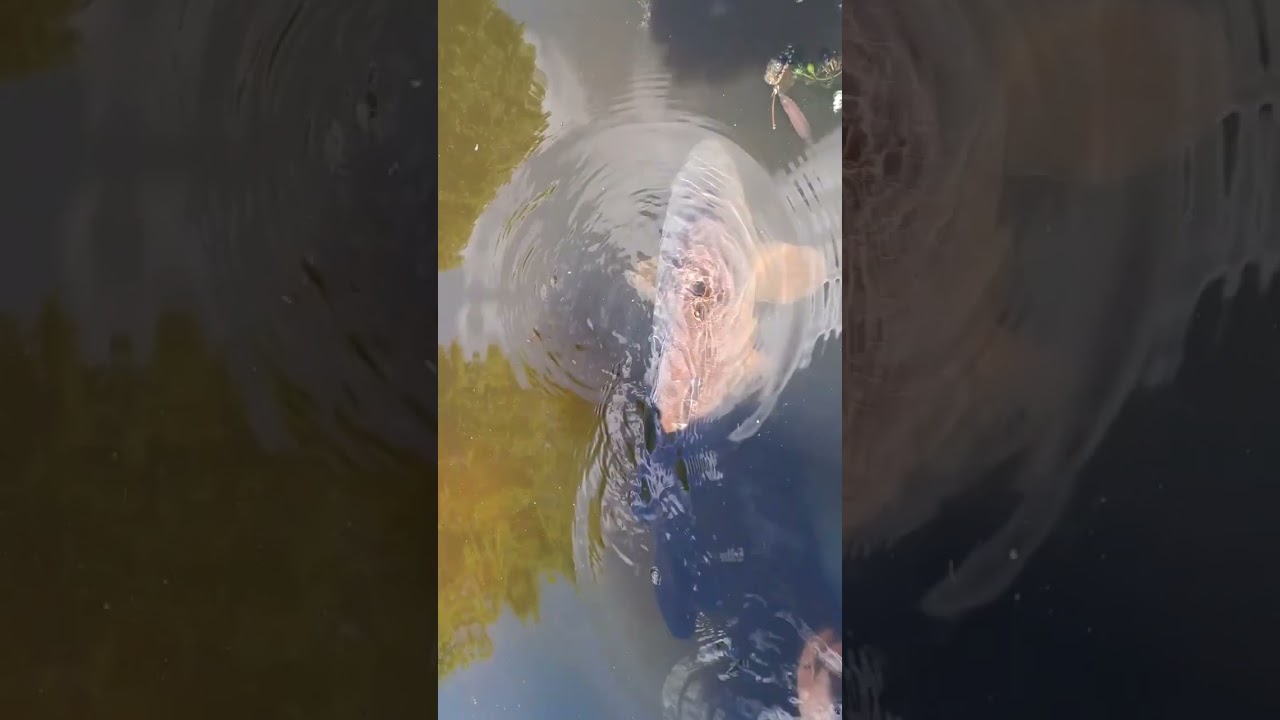 nice common carp release 
