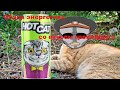 Обзор энергетика HOT CAT со вкусом грейпфрута