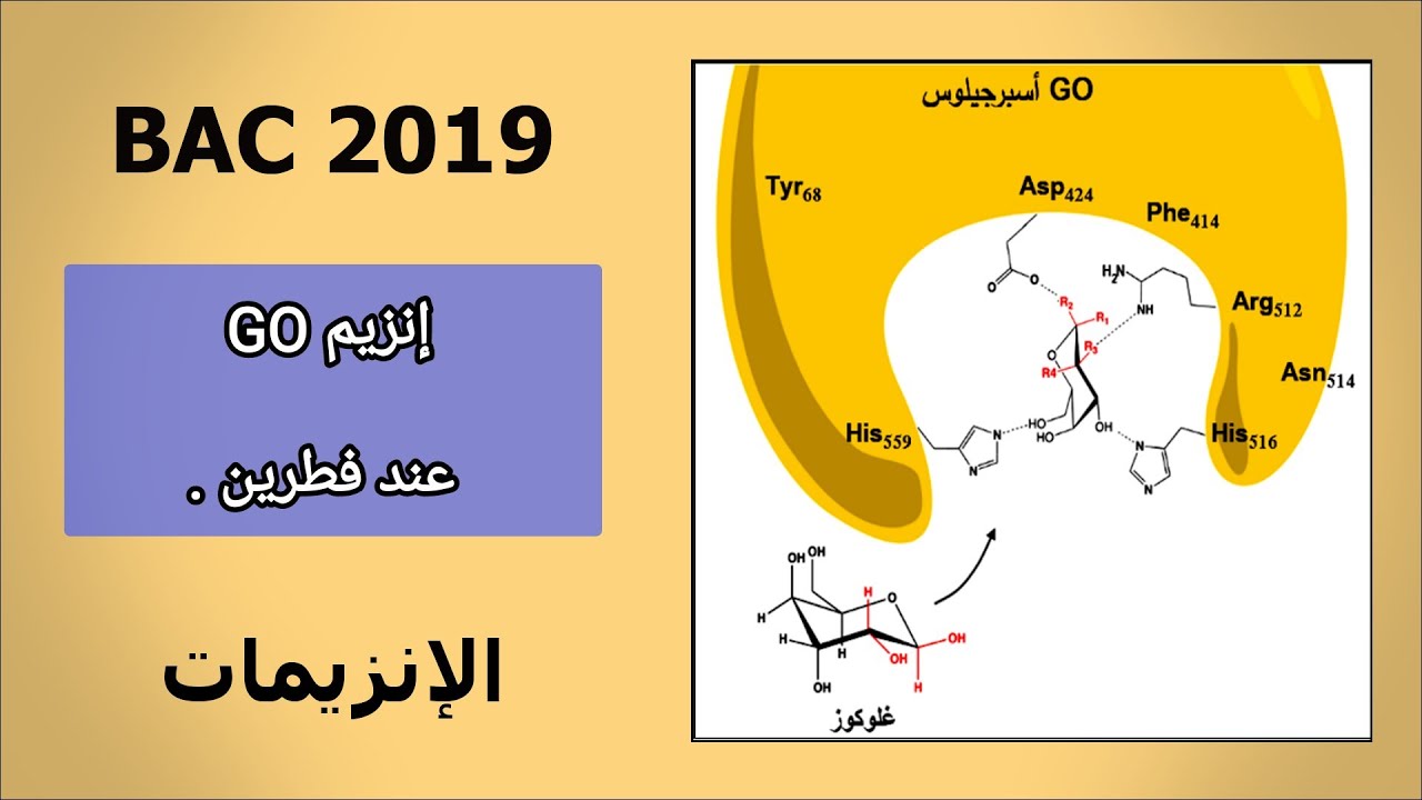 - التمرين 5 في الإنزيمات [ يتحدث عن إنزيم GO ] .