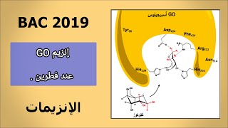 - التمرين 5 في الإنزيمات [ يتحدث عن إنزيم GO ] .