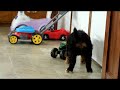 Bernese Mountain Dog Puppies For Sale Bernese Mountain Dog Puppies For Sale