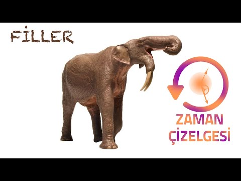 Video: Bir Afrika filinin maksimum omuz yüksekliği nedir?