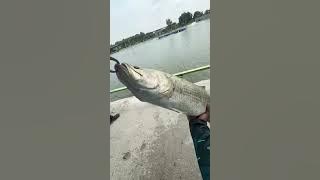 Aiman Tino Datang test Kolam Pancing Pokcik 23 Bagan Pasir Tg. Karang