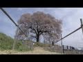 わに塚の桜　（XF100)